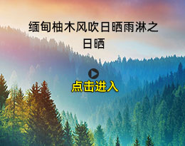 缅甸柚木之风吹日晒雨淋之日晒